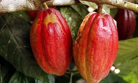 Quy trình sản xuất 200 tấn bột cacao ít ai biết