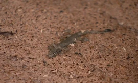 Sửng sốt quy trình sản xuất mắm tôm siêu bẩn