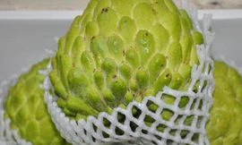 Xem quả na nặng hơn 1kg được bày bán tại Lạng Sơn