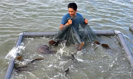 Tỷ phú cá mú nghệ trên vịnh Cam Ranh