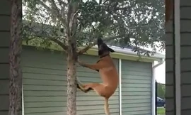 Đây là cách các chú chó... luyện cơ hàm