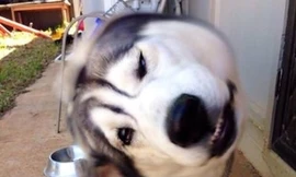 Những giây phút khó hiểu và ngộ nghĩnh của các chú cún