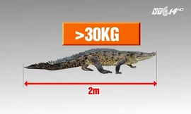 Bắt được cá sấu nặng 30kg trên sông ở Hà Nội: Thông tin mới bất ngờ