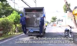 Chó thả rông bị bắt trong 72 giờ nếu không có người nhận sẽ bị tiêu hủy