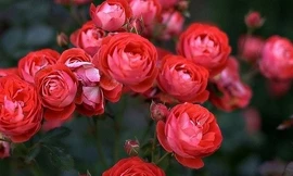 'Đột nhập' vườn hoa hồng cổ trị giá bạc tỷ của cô gái 9X ở Hà Nội