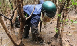 Lội rừng sình lầy mò sam đất kiếm nửa triệu mỗi ngày