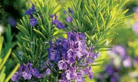 Cây hương thảo giúp ngăn ngừa bệnh về mắt