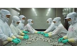 Mỹ áp thuế chống trợ cấp tôm Việt Nam