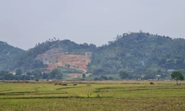 Hà Nội bị 'tuýt còi' quy định về đấu giá đất nông nghiệp