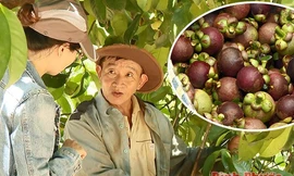 Chạy theo món gỏi gà hot trend, dân Bình Phước hái trái măng cụt xanh đem bán, lợi hay hại?