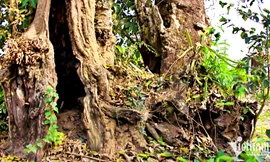 Chuyện chưa kể về 'cây tử thần' trăm tuổi vừa bị cháy ở TPHCM