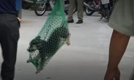 Clip bắt chó thả rông, chủ nuôi ở TPHCM phản ứng dữ dội