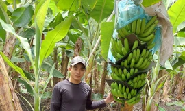 Hotboy nông dân Long An thu tiền tỷ khi trồng chuối già Nam Mỹ bán ra nước ngoài