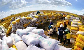 Việt Nam bán gần 1 triệu tấn gạo, Thổ Nhĩ Kỳ chi tiền gấp 186 lần mua gạo Việt