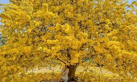 Cây mai 'có một không hai' ở Đồng Nai