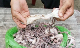 Bạch tuộc tươi như... cao su