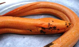 Lươn vàng khổng lồ 'sắp hóa rồng' dài 1,1m