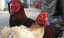 50 triệu đồng một cặp gà Đông Tảo