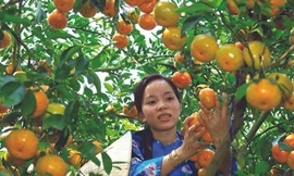 Quýt và bưởi Tết được giá