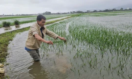Trận lụt trái mùa ở Phú Yên làm gần 4.300ha lúa và hoa màu ngập nặng