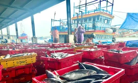 Giá cá ngừ giảm mạnh, tàu vạ vật 'nằm bờ' 