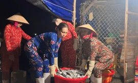 Tảo tần mưu sinh nơi cảng cá