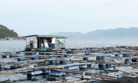 Bè cá của người Trung Quốc ngay cửa vịnh Cam Ranh Ảnh : Nguyễn Đình Quân