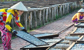 Khô cá đón Tết