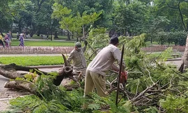 Hà Nội: Vườn thú ngưng đón khách, nhốt riêng voi, hổ, sư tử phòng chống bão Yagi