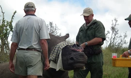 Việt Nam tiêu thụ nhiều sừng tê giác?