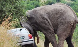 Đi du lịch, bị voi năm tấn húc đổ ôtô