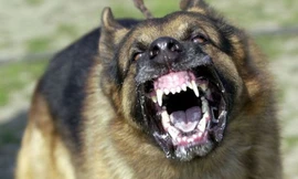 Gần 150 người ở Vĩnh Long bị chó, mèo cắn trong dịp Tết