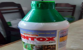 Cha pha thuốc trừ sâu vào nước ngọt cho con uống