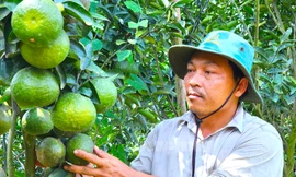 Xót xa vườn cam sành trĩu quả nguy cơ mất trắng vì giá 'rẻ như bèo'