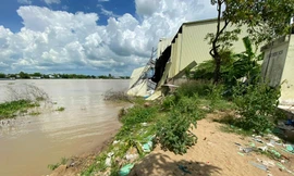An Giang: Sạt lở bờ sông Hậu, đe dọa quốc lộ 91 và 104 hộ dân