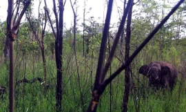 Giải cứu voi rừng dính bẫy