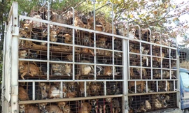 Buôn bán chó lậu có thể làm bùng phát đại dịch