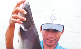 Cá tra, ba sa được minh oan sau gần một tháng bị đưa vào danh sách đỏ