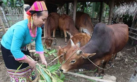 Cần phân tích rõ nguyên nhân nghèo để hỗ trợ giảm nghèo hiệu quả. Ảnh minh họa: TTXVN 