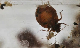 Khách sạn phải bồi thường khoản tiền lớn do không đảm bảo vệ sinh. Ảnh minh họa: Washington Post