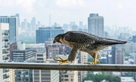 Theo Telegraph, một ngày giữa năm 2015, nhiếp ảnh gia động vật hoang dã Luke Massey phát hiện bức ảnh chim con chim cắt lớn đậu trên lan can ban công với khung nền là những tòa nhà cao tầng của Chicago, Mỹ, khi đang lướt mạng Instagram. Ấn tượng trước khu