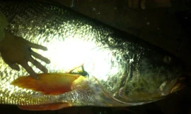 Con cá thủ vàng Bùi Đình Thắng bắt được ở cửa Ba Lạt