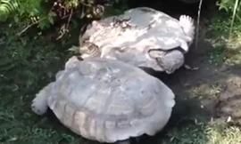 Rùa cứu bạn thoát khỏi lật ngửa