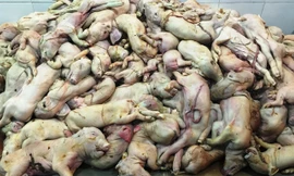 Hàng trăm con heo sữa còn nguyên cuống rốn, đang bốc mùi, rỉ nước vàng bị lực lượng chức năng phát hiện, thu giữ.