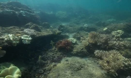 Các nhà khoa học phát hiện một thành phố bị chìm ở ngoài khơi đảo Mafia, Tanzania. Ảnh: Alan Sutton.