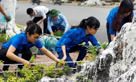 Tháng 4/2015, hàng trăm thanh niên tình nguyện của Thành đoàn Hà Nội ra quân trồng cây trang trí trên dọc tuyến đường Bà Triệu (Hoàn Kiếm, Hà Nội). Theo đó, các cây sẽ được quây rào cứng và trồng hoa phủ kín dưới gốc... ... biến phố Bà Triệu trở thành "tu