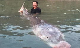 Nick McCabe chụp ảnh cùng con cá tầm khổng lồ có chiếc mũi màu hồng. Ảnh: River Monster Adventures.