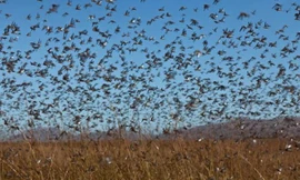 Châu chấu to như chim sẻ hoành hành ở Nga