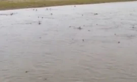 Kinh hãi cảnh đàn cá mập đói mồi lởn vởn gần bờ