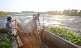 Mỗi dịp tháng 10 âm lịch, người nông dân sinh sống ven đê sông Thái Bình (huyện Tứ Kỳ, Hải Dương) lại mất ăn mất ngủ để thu lượm lộc trời. Lộc trời nức tiếng của vùng đất này là con rươi - sinh vật thân mềm được nhiều thực khách săn đón như một thứ đặc sả